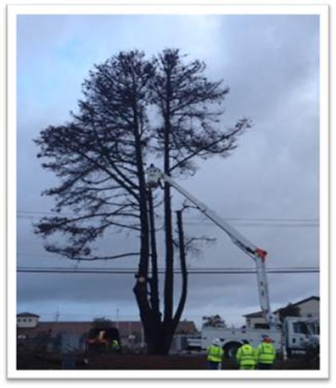 Description: JFK dead Pine tree removal